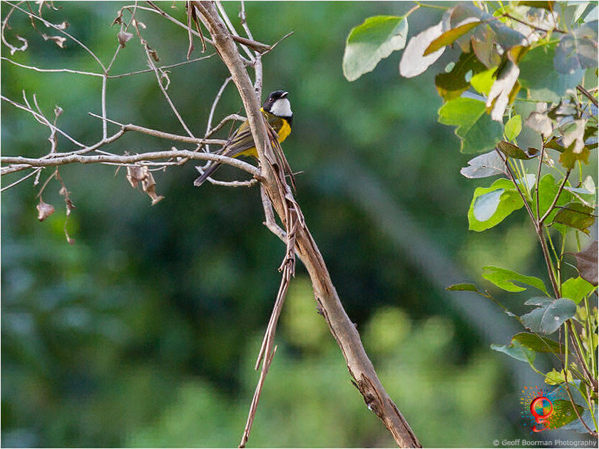 Golden Whistler at Wombolly