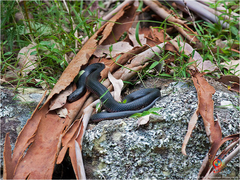 Red-bellied Black Snakes at Wombolly