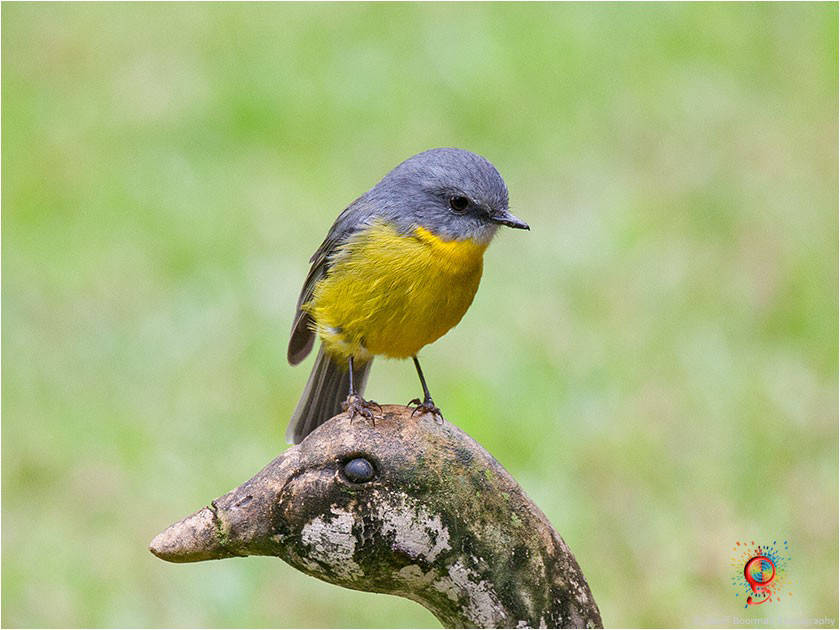 Eastern Yellow Robin at Wombolly