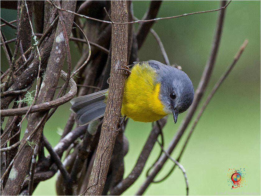 Eastern Yellow Robin at Wombolly