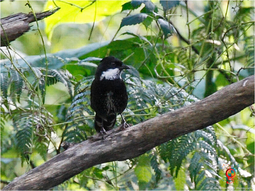 Eastern Whipbird at Wombolly