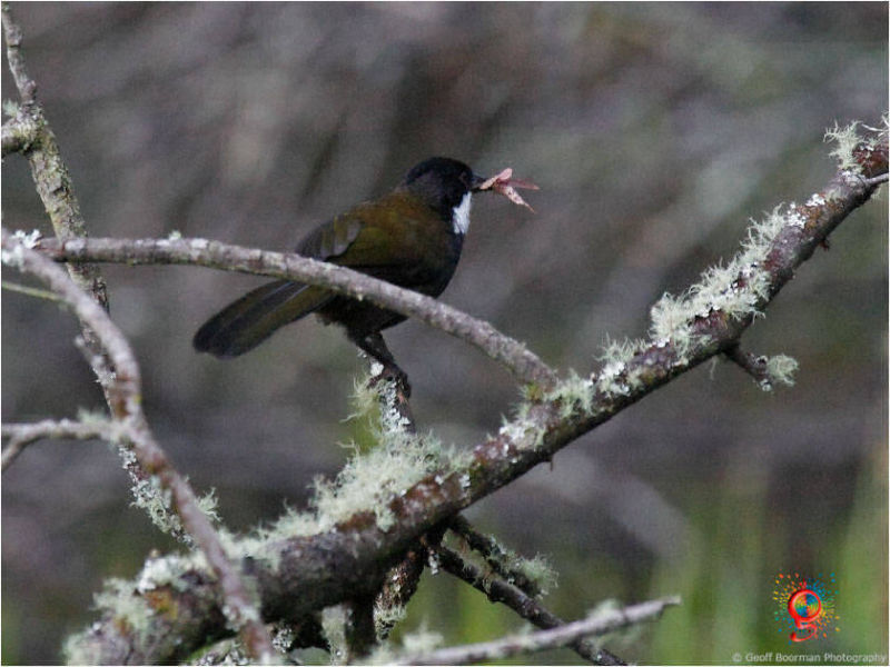 Eastern Whipbird at Wombolly