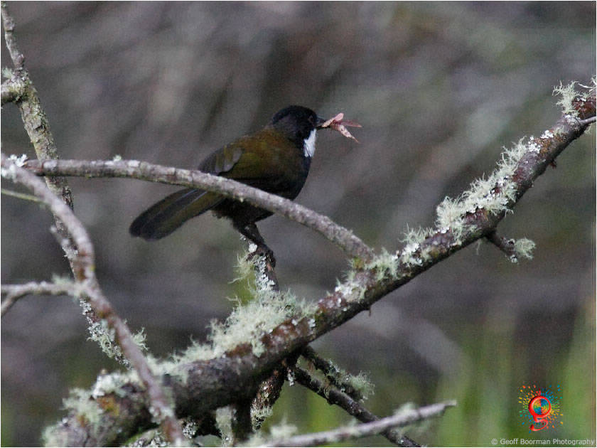 Eastern Whipbird at Wombolly