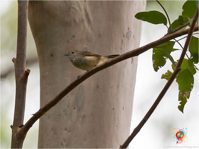 Brown Thornbill at Wombolly