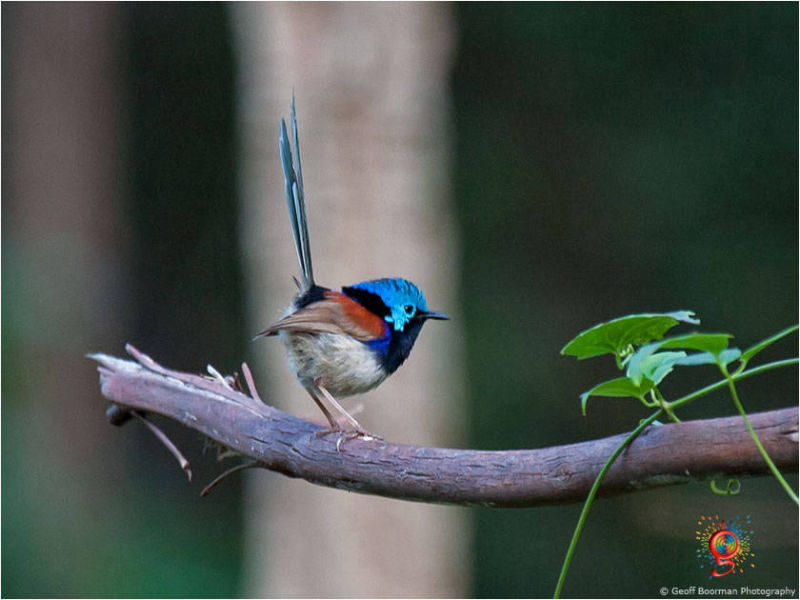 Variegated Fairy-wren at Wombolly