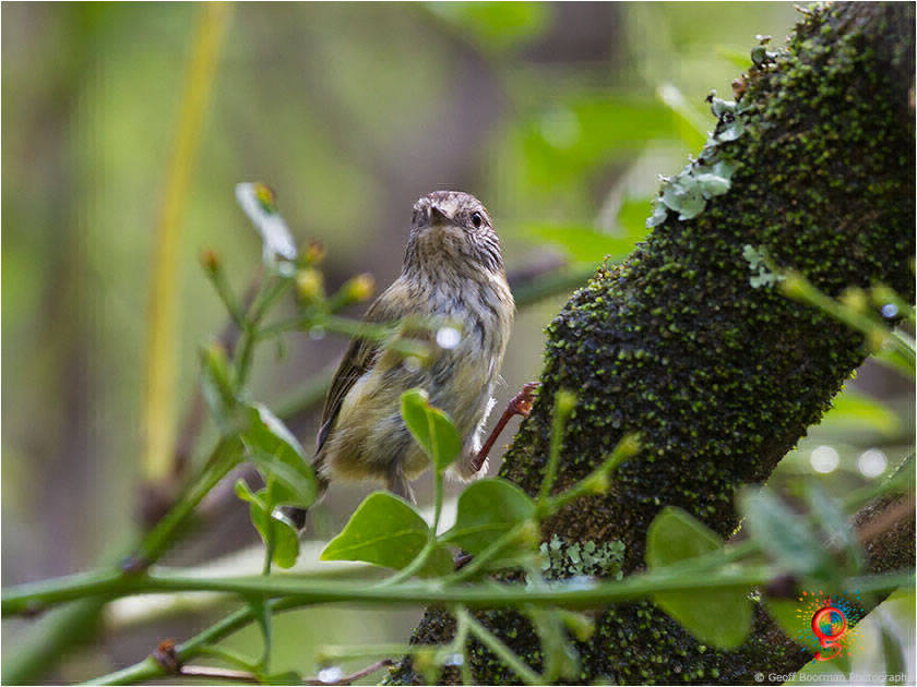 Brown Thornbill at Wombolly