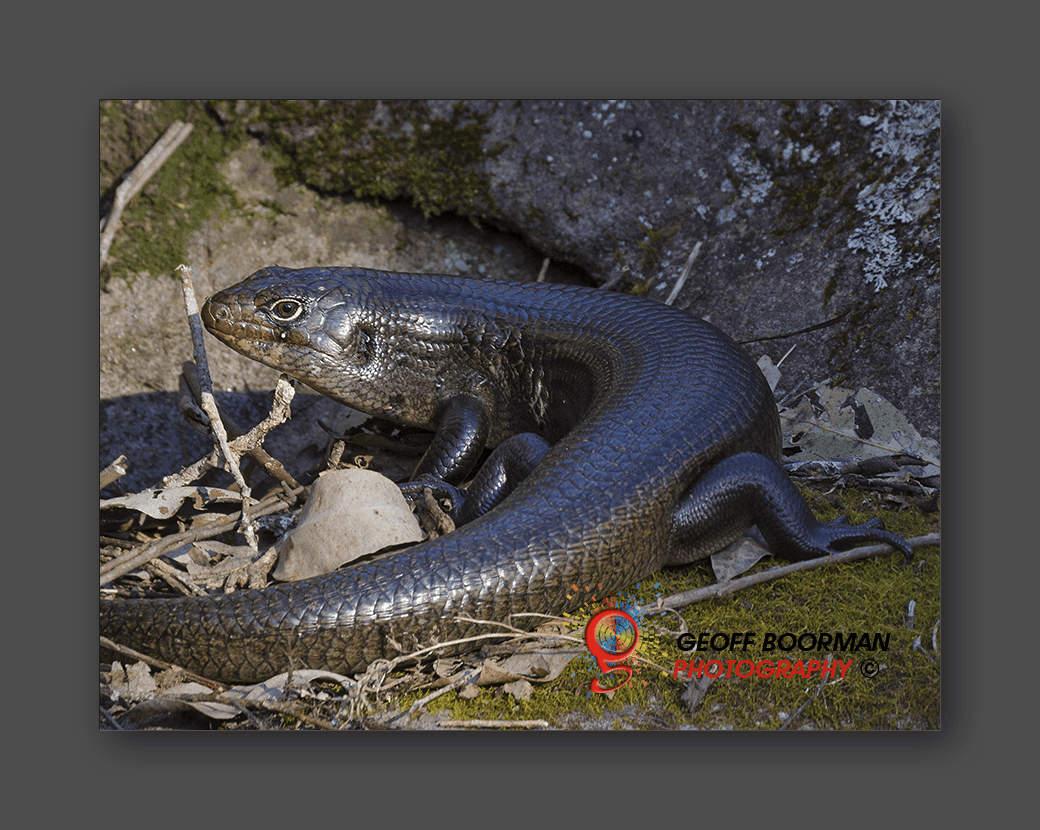 Mullet Skink at Wombolly