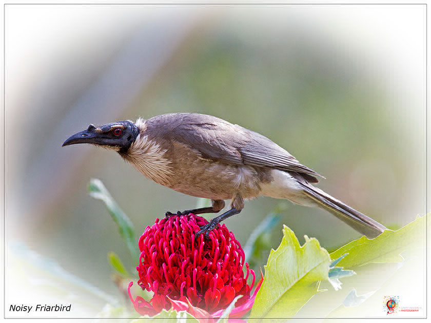 Noisy Friarbird at Wombolly