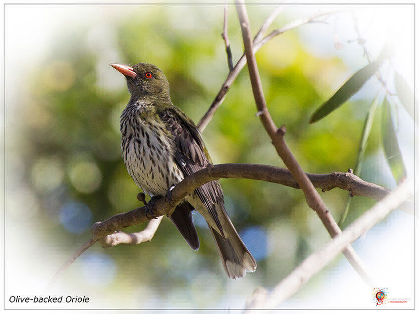 Olive-backed Oriole at Wombolly