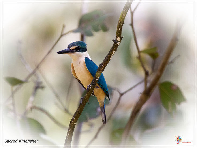 Sacred Kingfisher at Wombolly