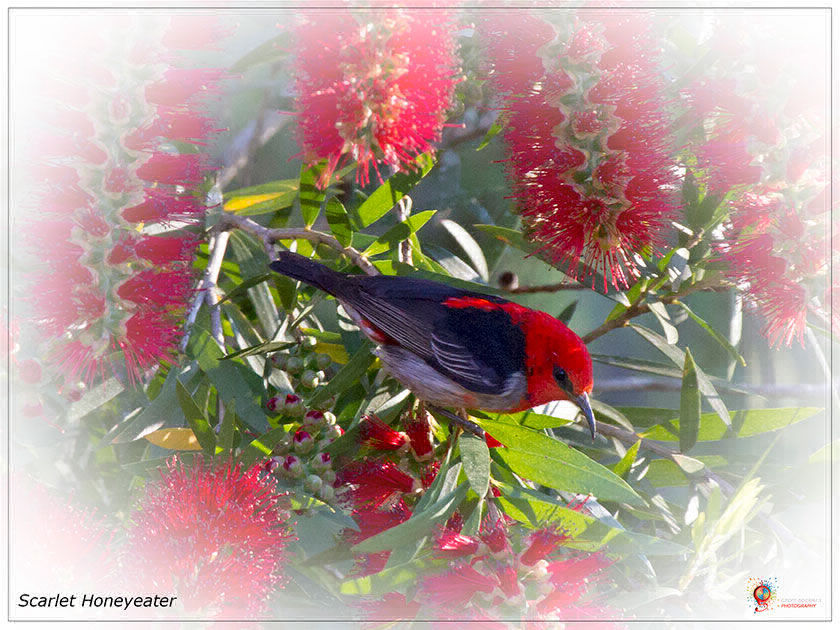 Scarlet Honeyeater
