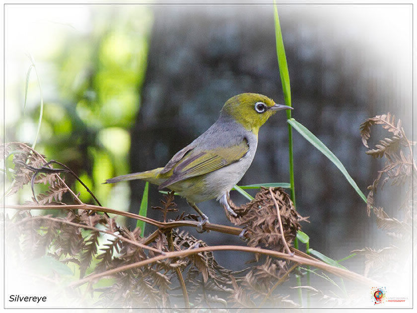 Silvereye at Wombolly