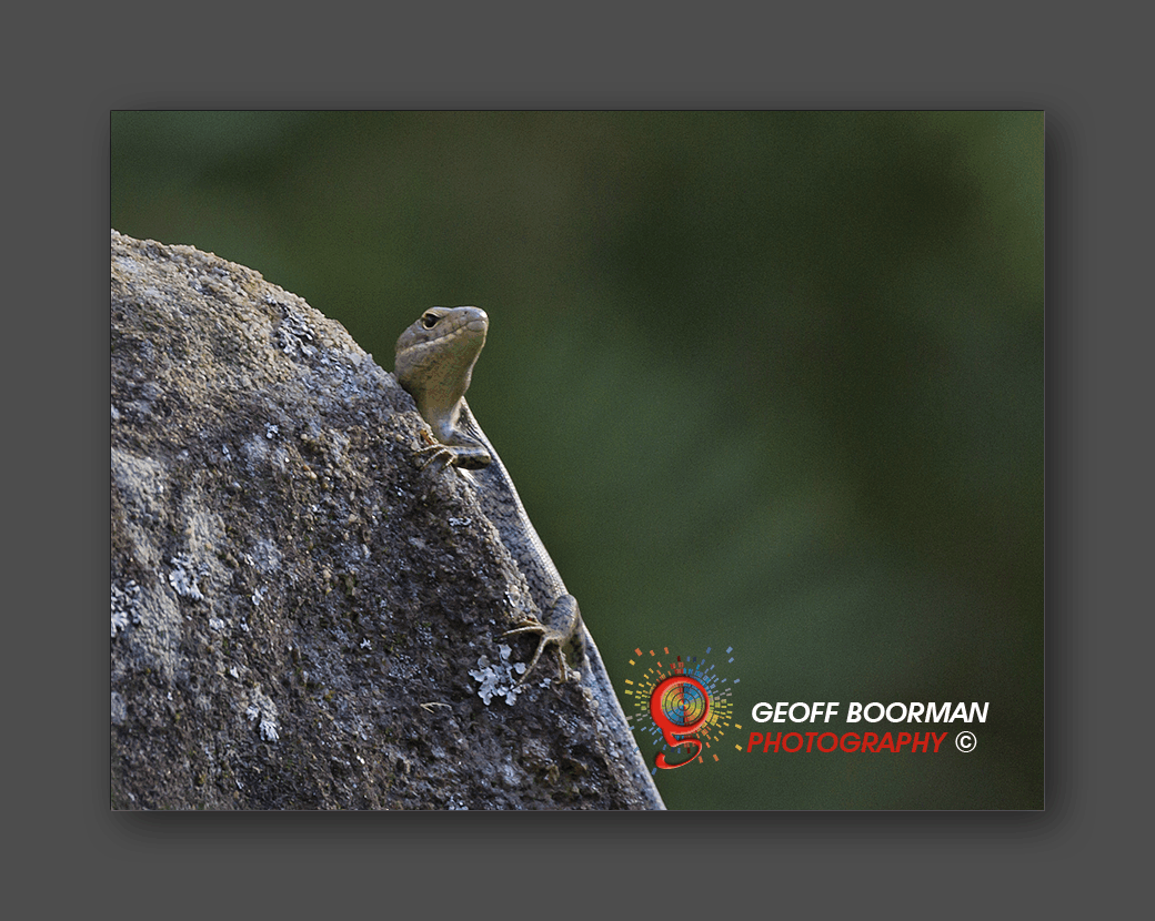 Eastern Water Skink at Wombolly