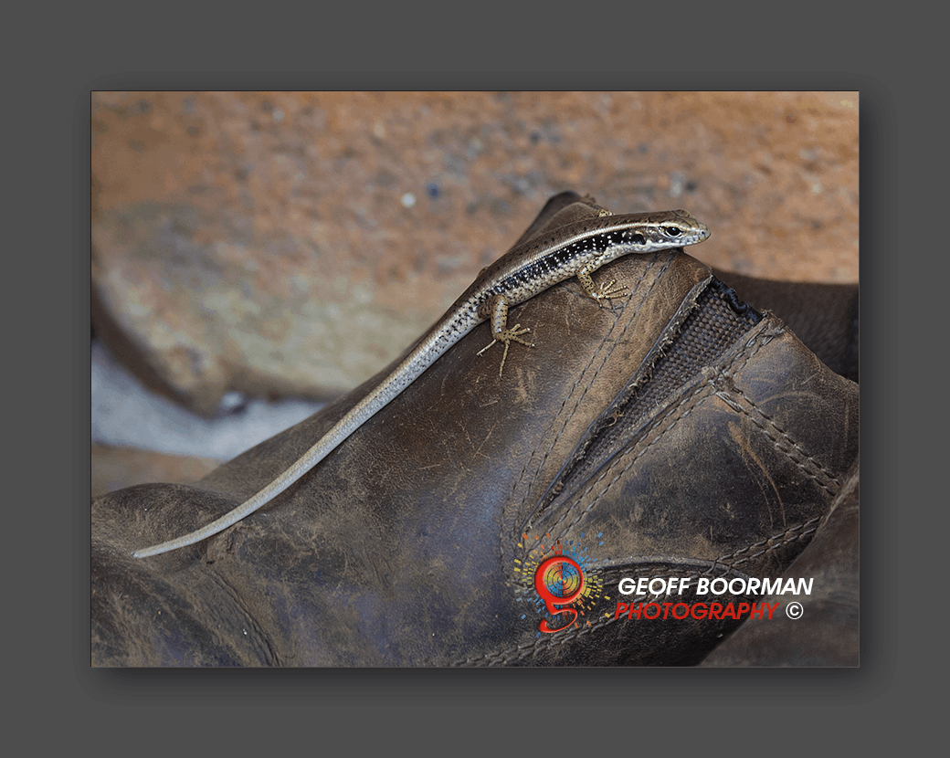Eastern Water Skink