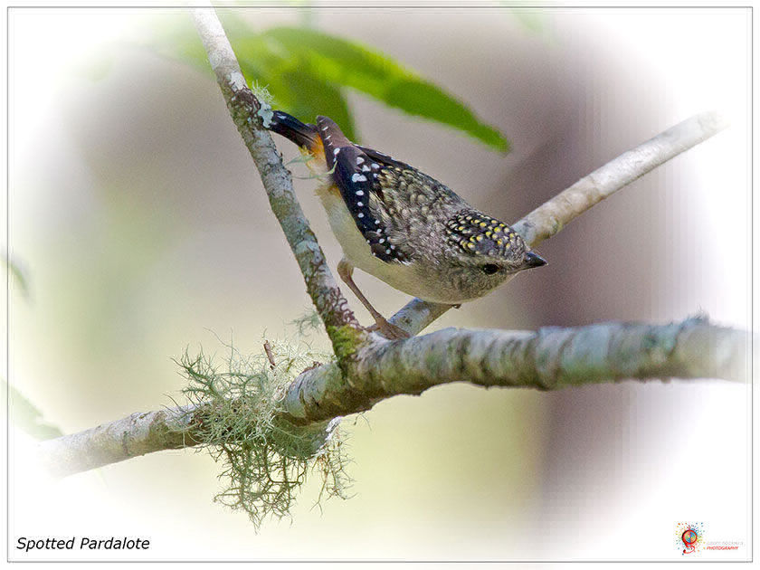 Spotted Pardalote at Wombolly