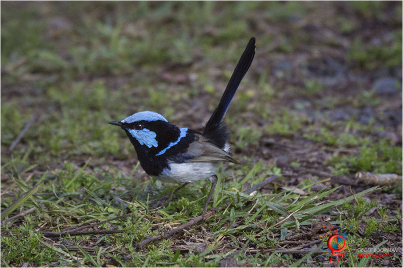 Superb Fairy Wren - Wombolly