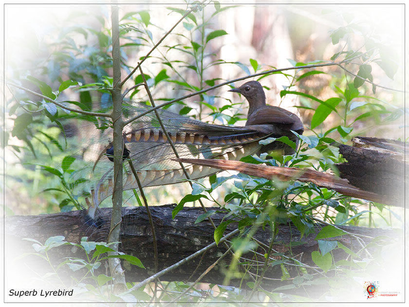 Superb Lyrebird at Wombolly
