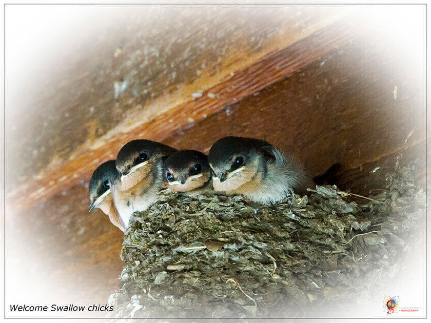 Welcome Swallows at Wombolly