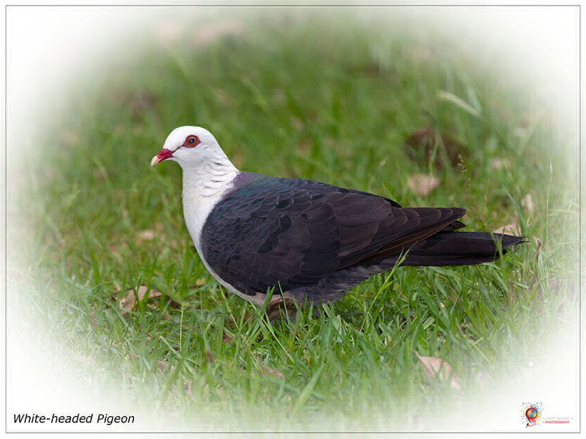 White-headed Pigeon at Wombolly
