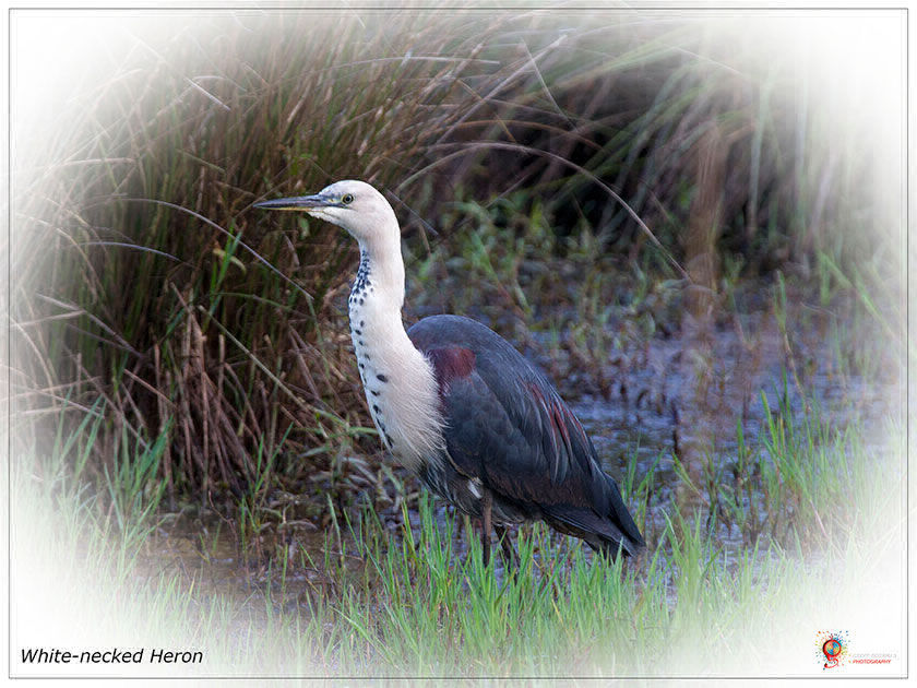 White-necked Heron