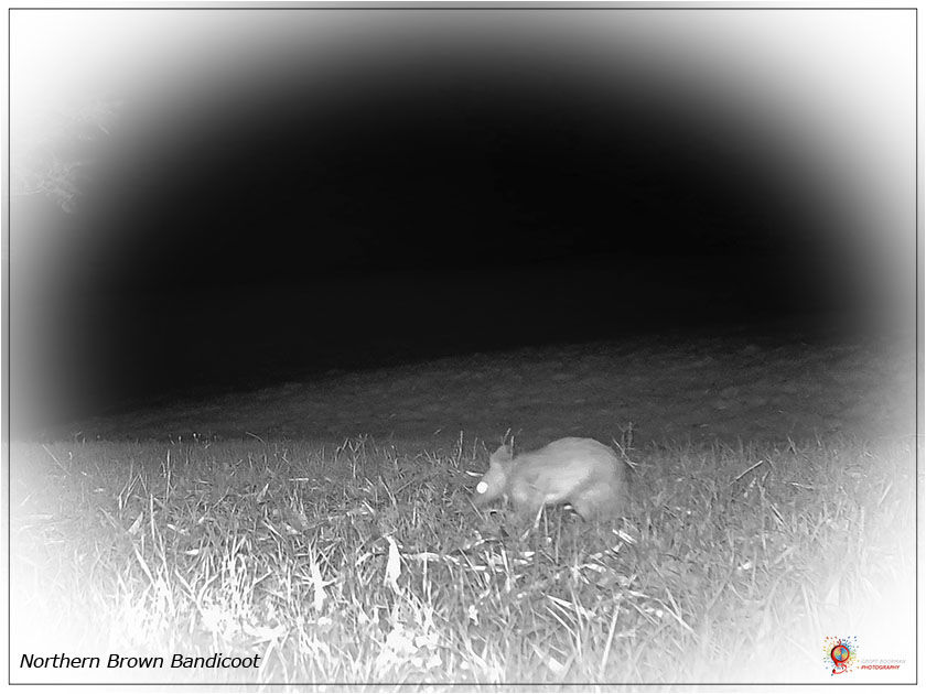 Bandicoot at Wombolly