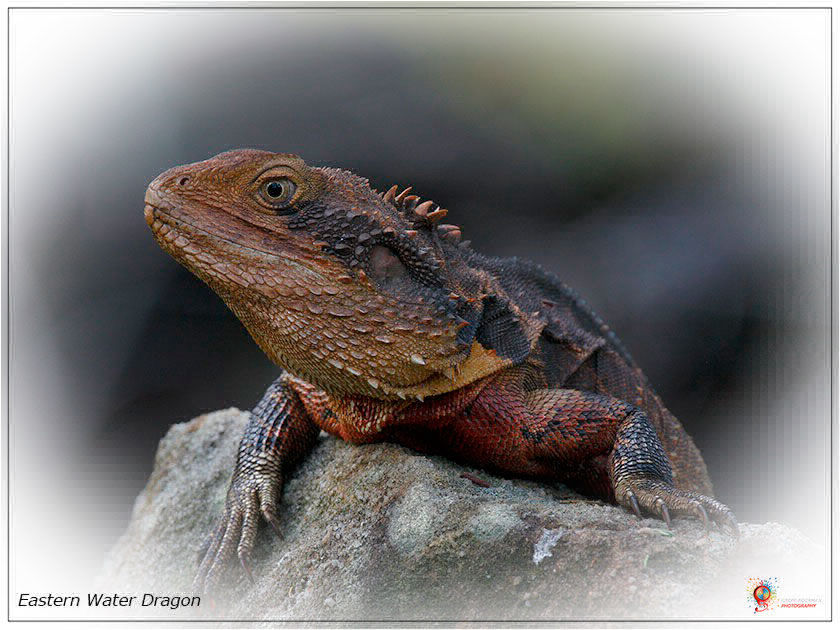 Dragons at Wombolly