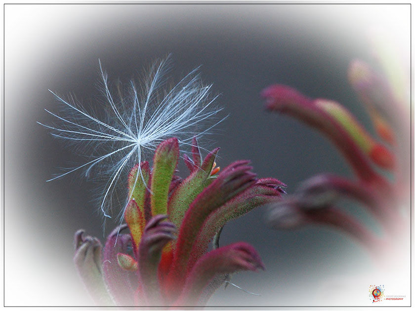 Wombolly Flora