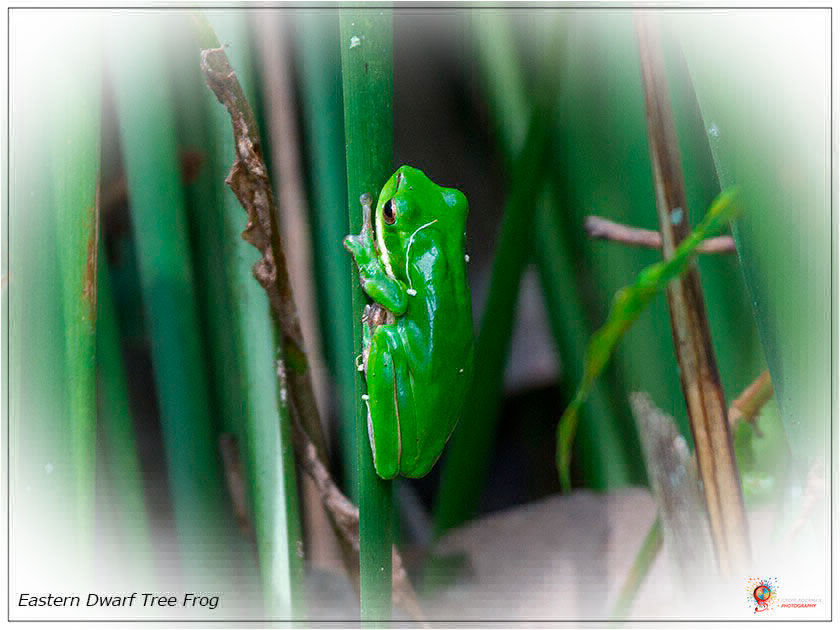 Frogs at Wombolly