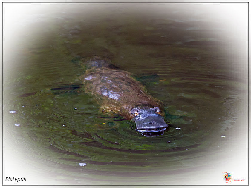 A Platypus at Wombolly