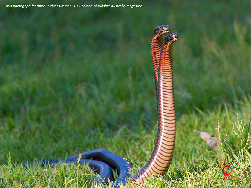 Red-bellied Black Snakes at Wombolly