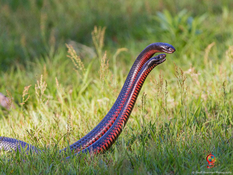 Red-bellied Black Snakes at Wombolly