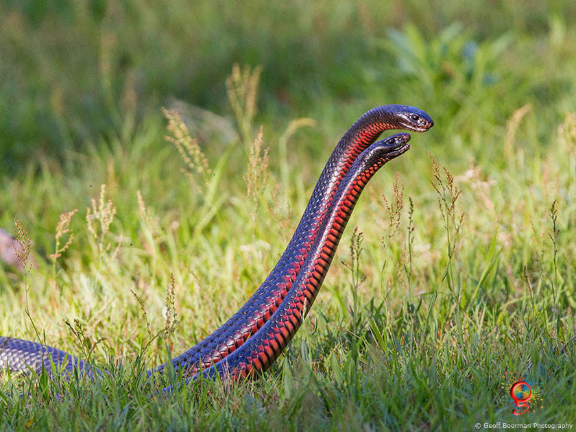 Red-bellied Black Snakes at Wombolly