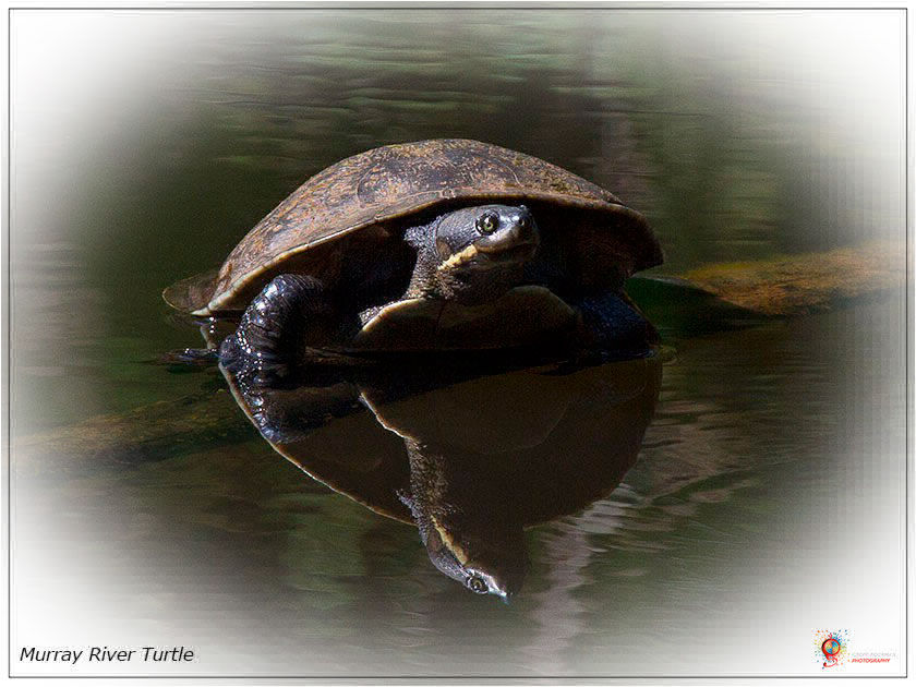 Turtles at Wombolly