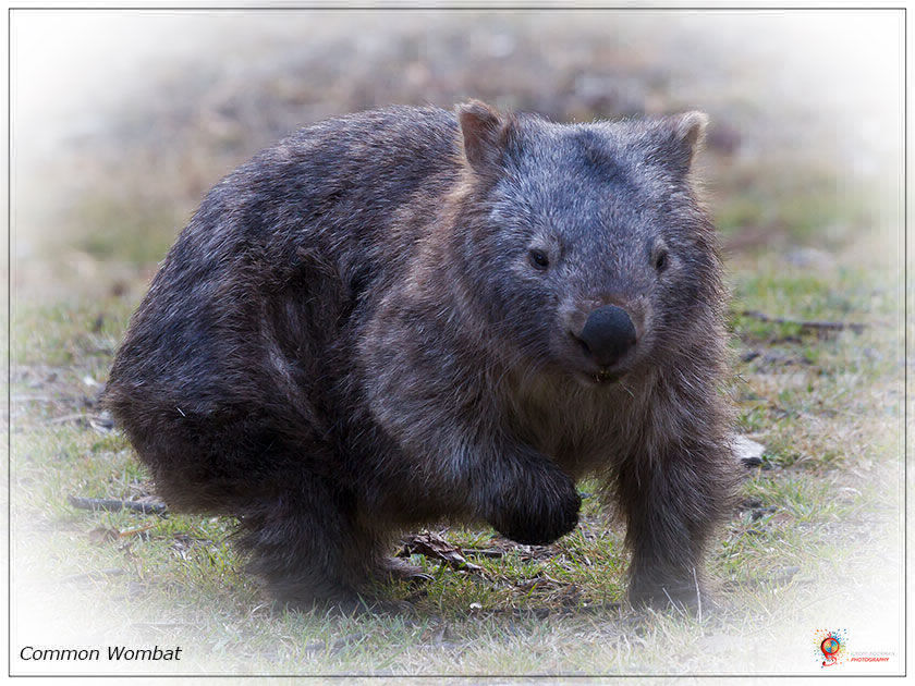 Wombats at Wombolly