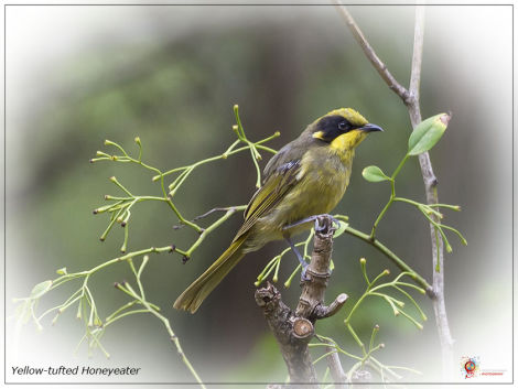 Yellow-tufted Honeyeater at Wombolly